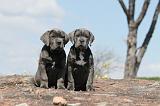 CANE CORSO 287